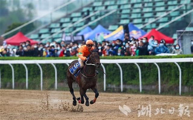 新澳今天开什么特马,新澳今日赛马揭晓，探索赛马世界的神秘面纱